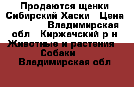 Продаются щенки Сибирский Хаски › Цена ­ 12 000 - Владимирская обл., Киржачский р-н Животные и растения » Собаки   . Владимирская обл.